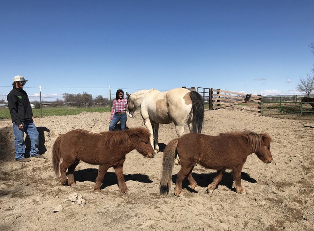 horses for therapy