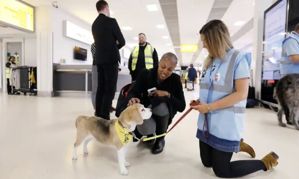 airport dogs