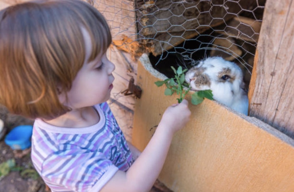 kid and bunny