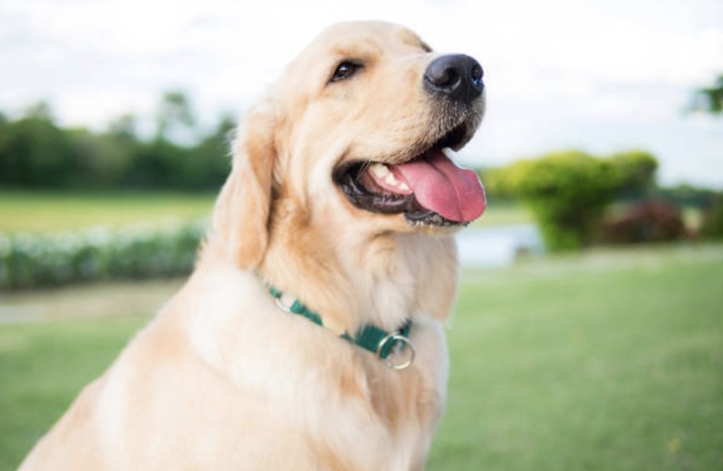 rescue dog to therapy dog