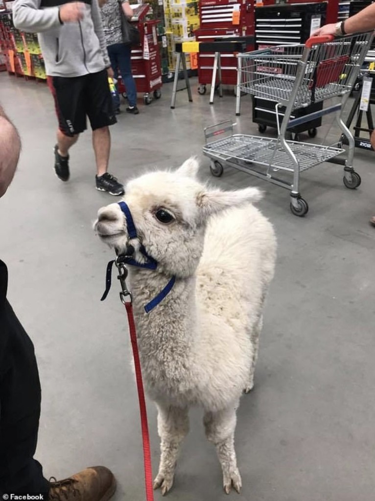 alpaca