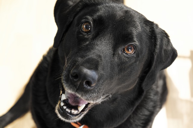 Who will be the 2019 American Hero Dog? - Service Animal Registry of CaliforniaService Animal