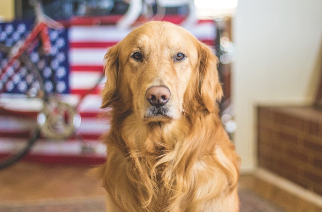 brown service dog