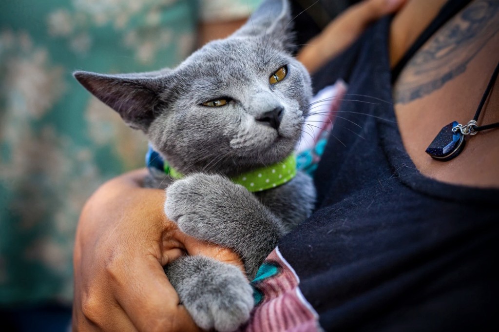 cat in campus