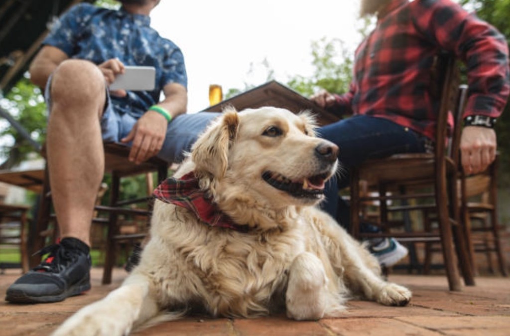 dog in restaurant