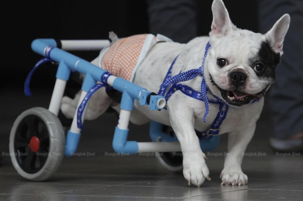 dog with wheels