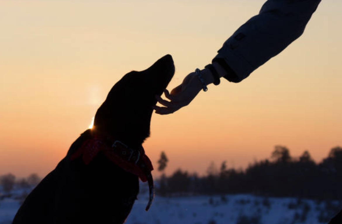 Do you have an emotional support animal? - Service Animal Registry of