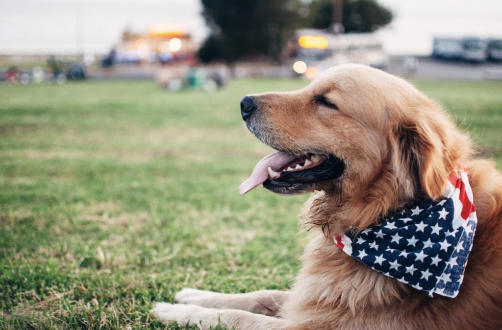 napa service dogs