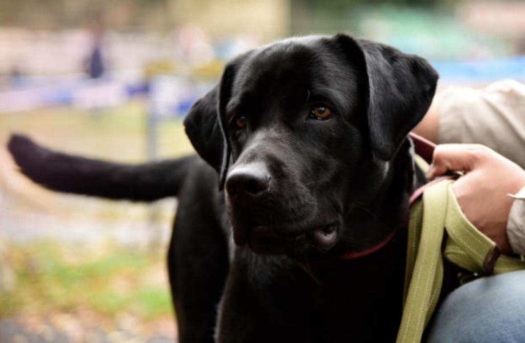 black lab