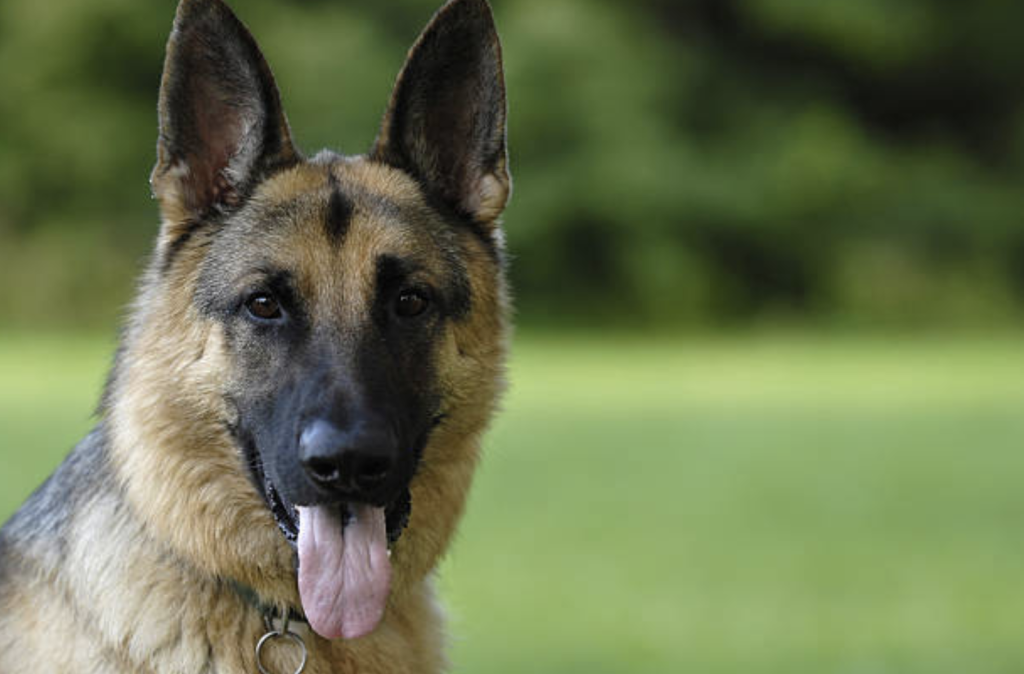 are german shepherds good for disability