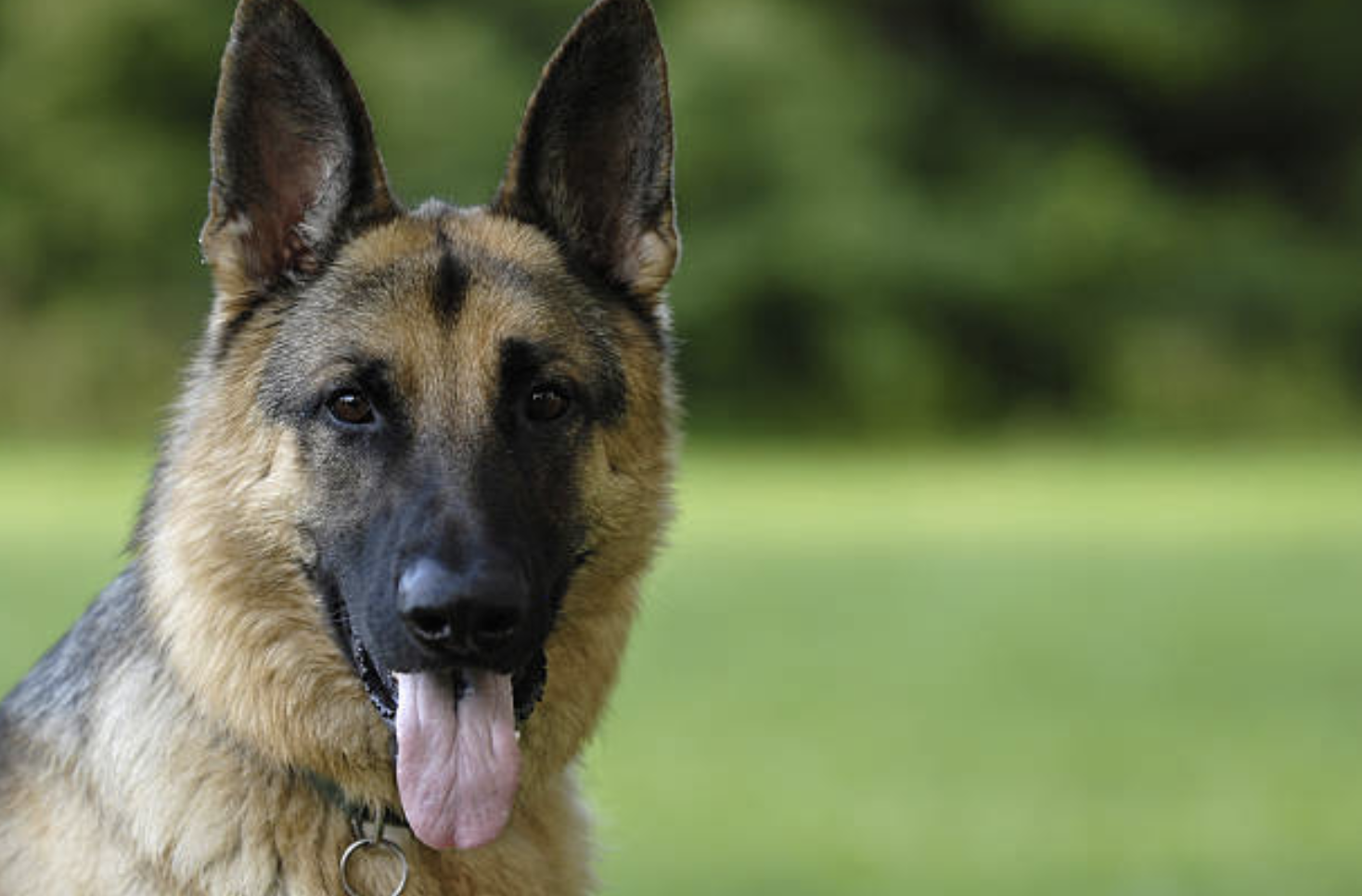 why-german-shepherds-make-good-service-dogs-service-animal-registry