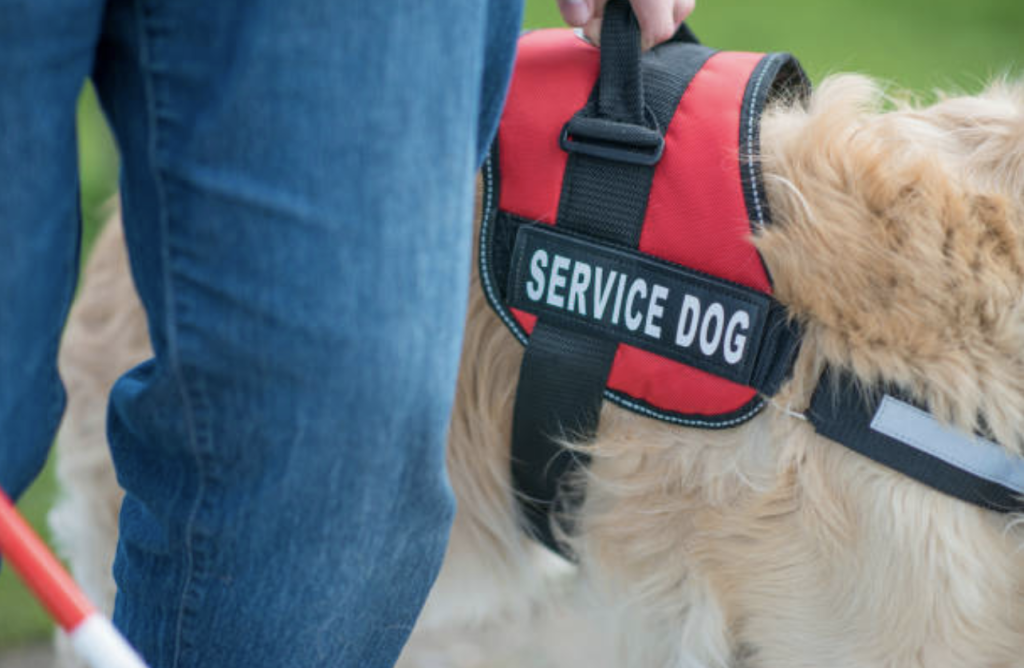 Q&A: Are you required to register your dog as a service animal