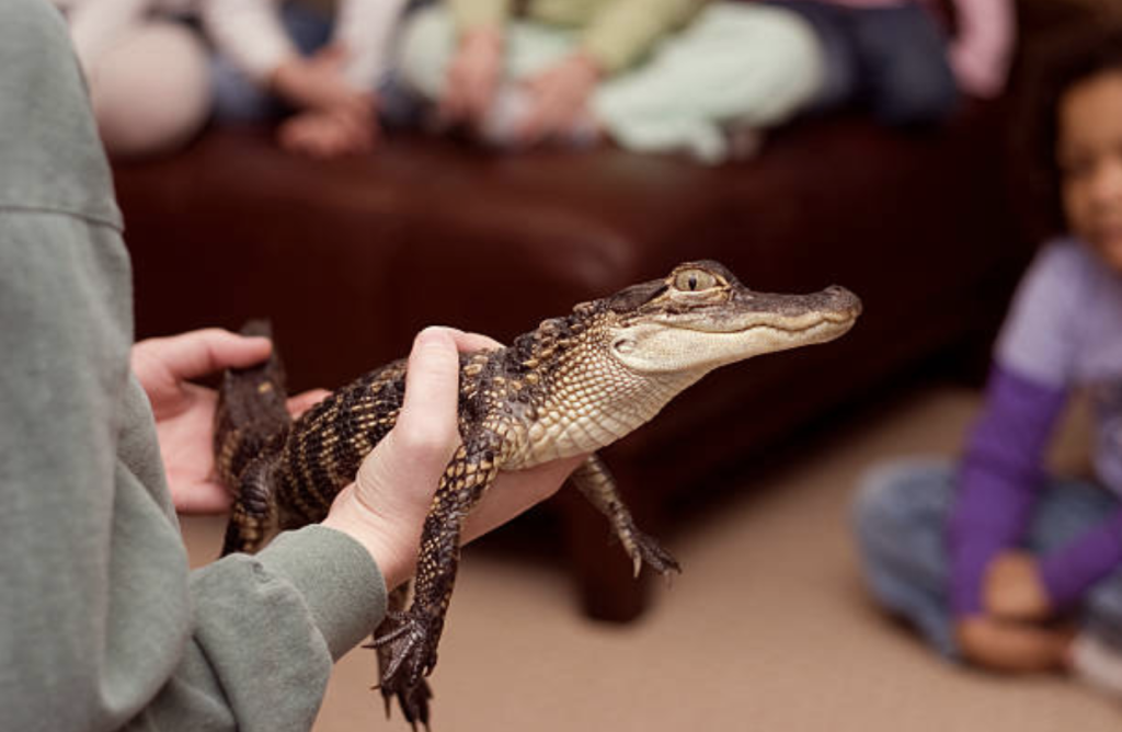 emotional support alligator