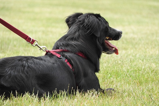 types of service dogs