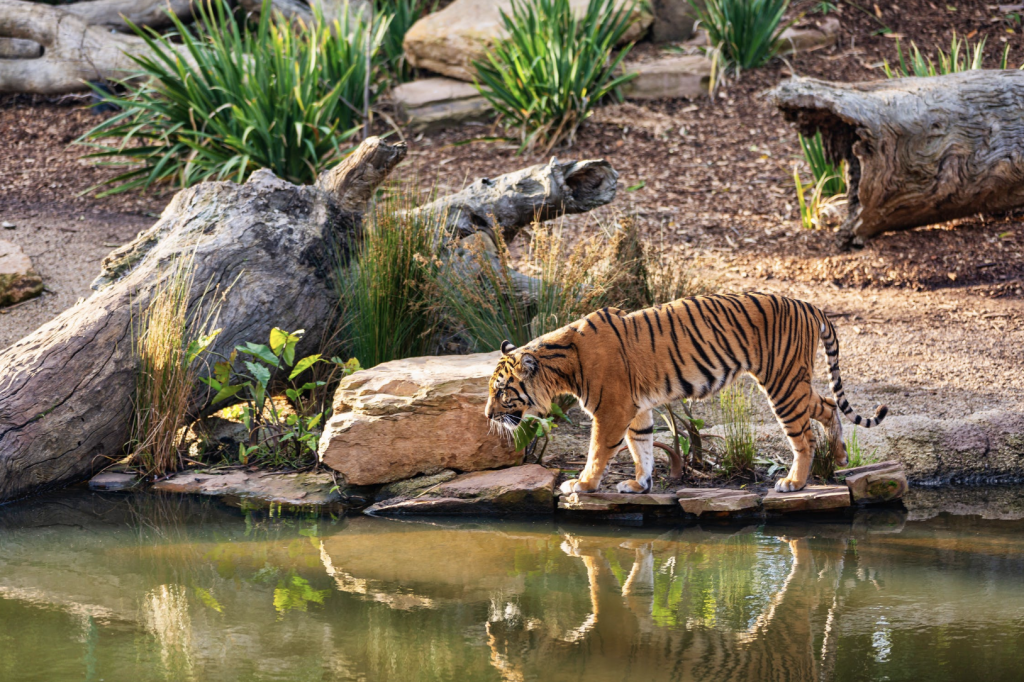 zoo animal assisted therapy