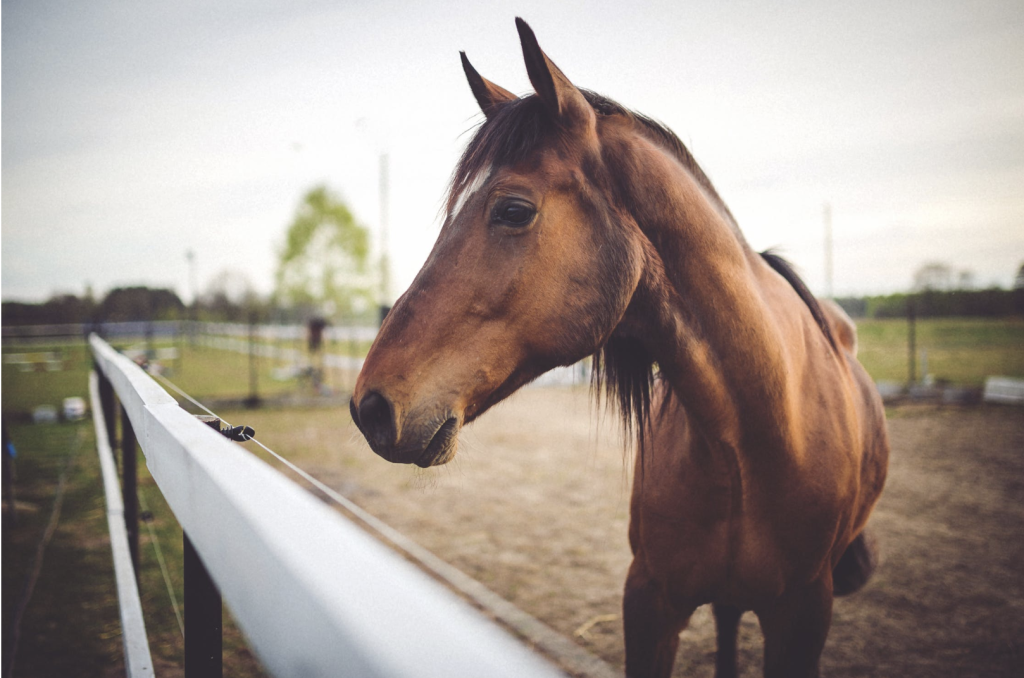 horse therapy