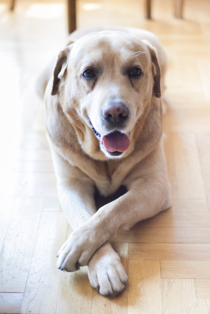 yellow lab