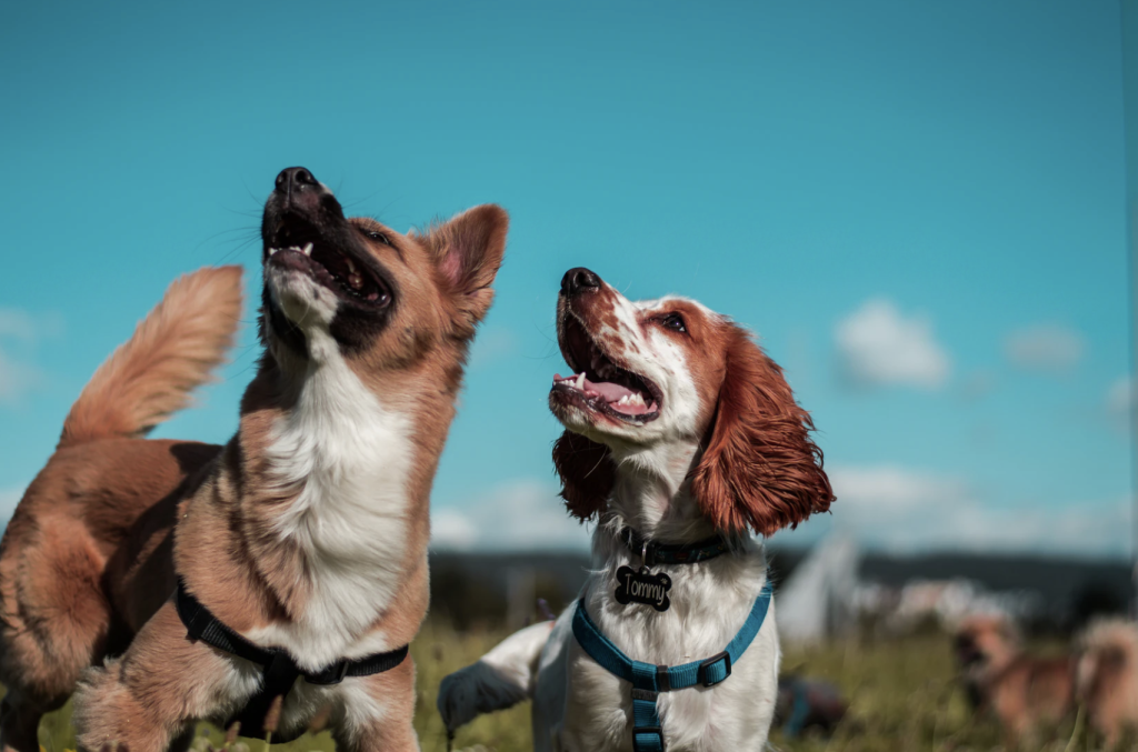 service-and-therapy-dogs-differences-service-animal-registry-of