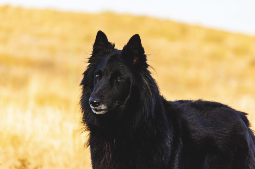 german shepherd in classes