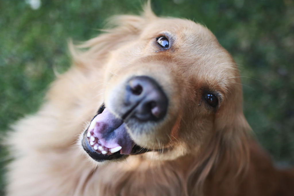 golden retriever at clinic