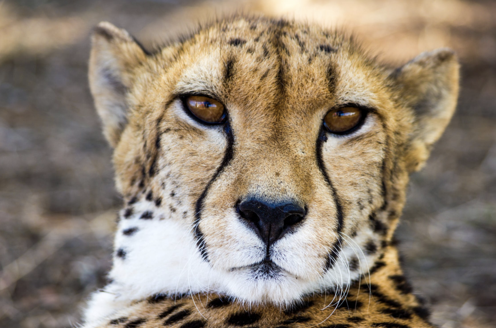 nandi cheetah