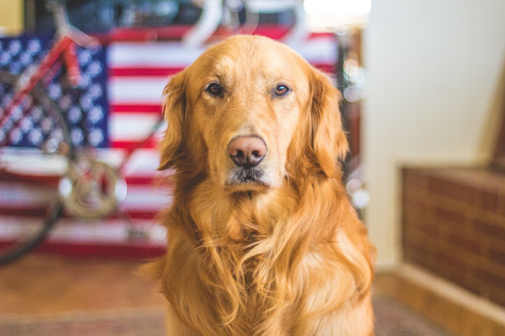 retriever for elementary school