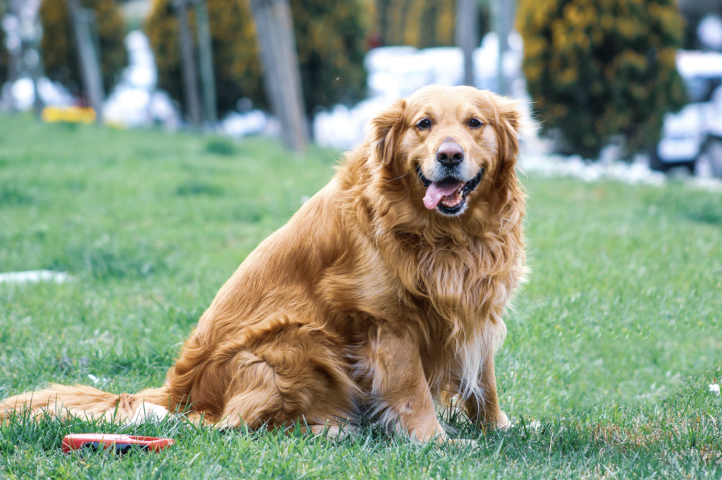 wonka retriever