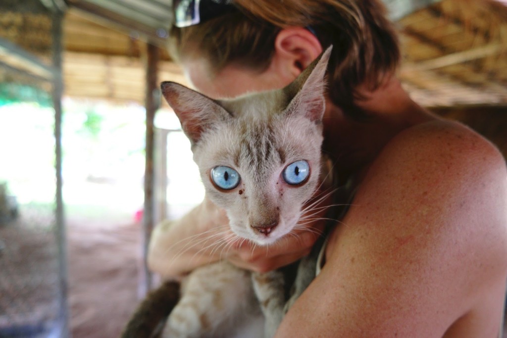 shelter cats