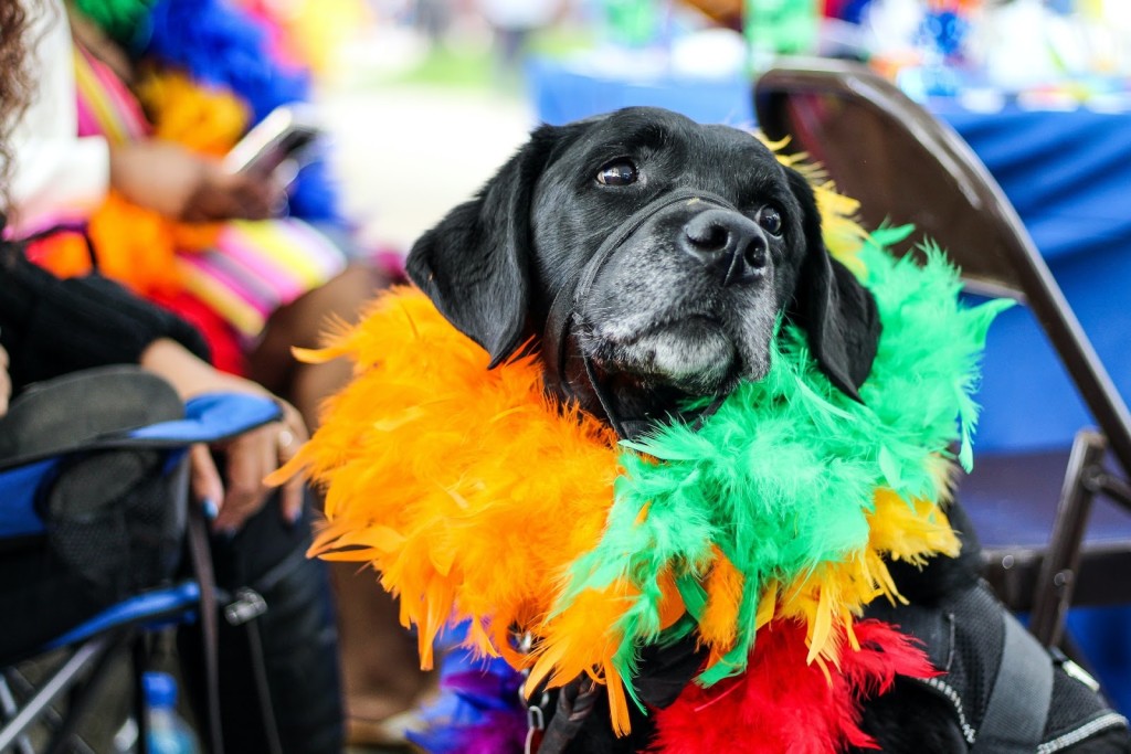 pet parade