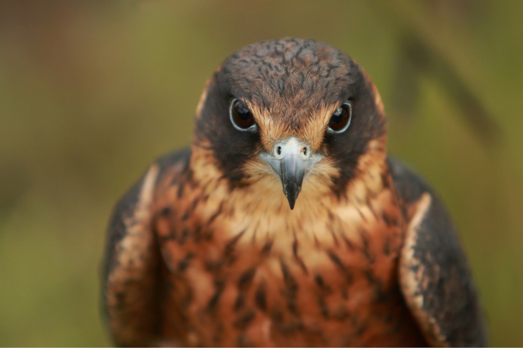 caring for injured birds