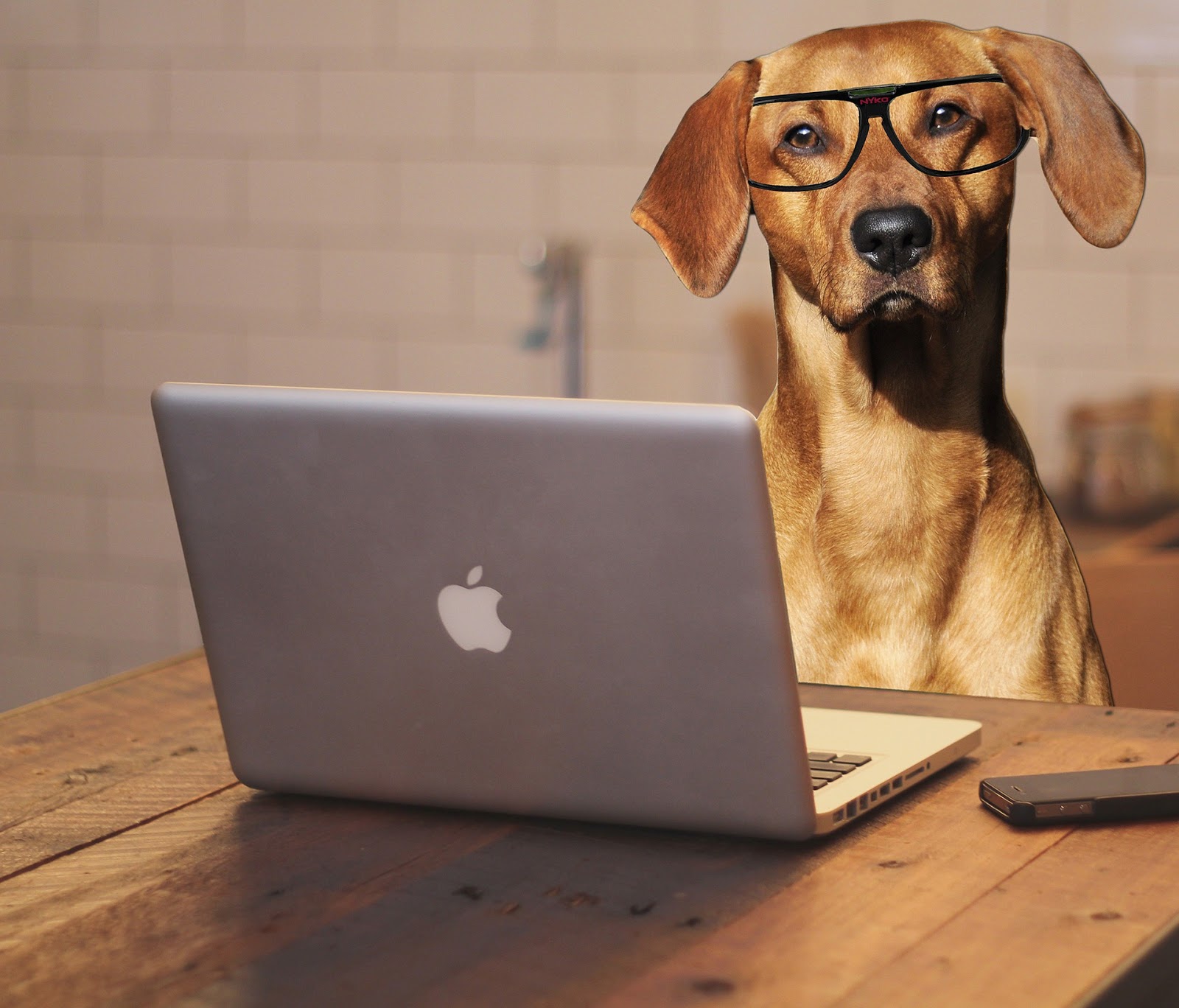 Children Read Stories To Therapy Dogs On Zoom Service Animal Registry 