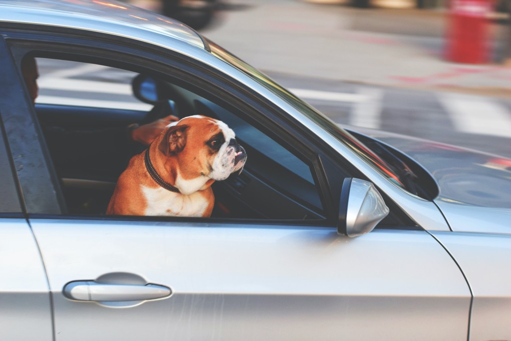 dog in car curbside