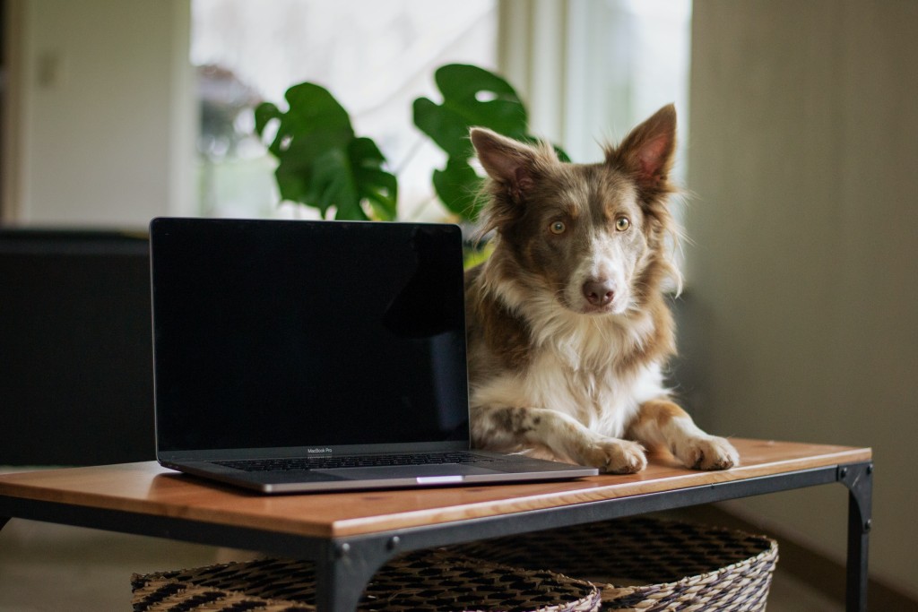 dog in office