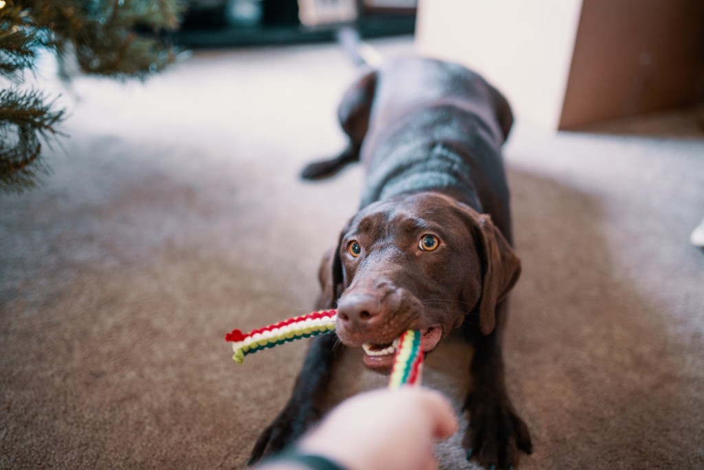 dog tugging exercise