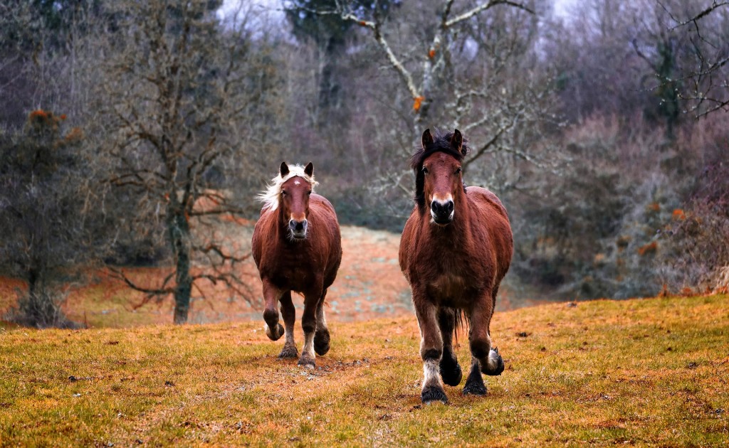 two horses