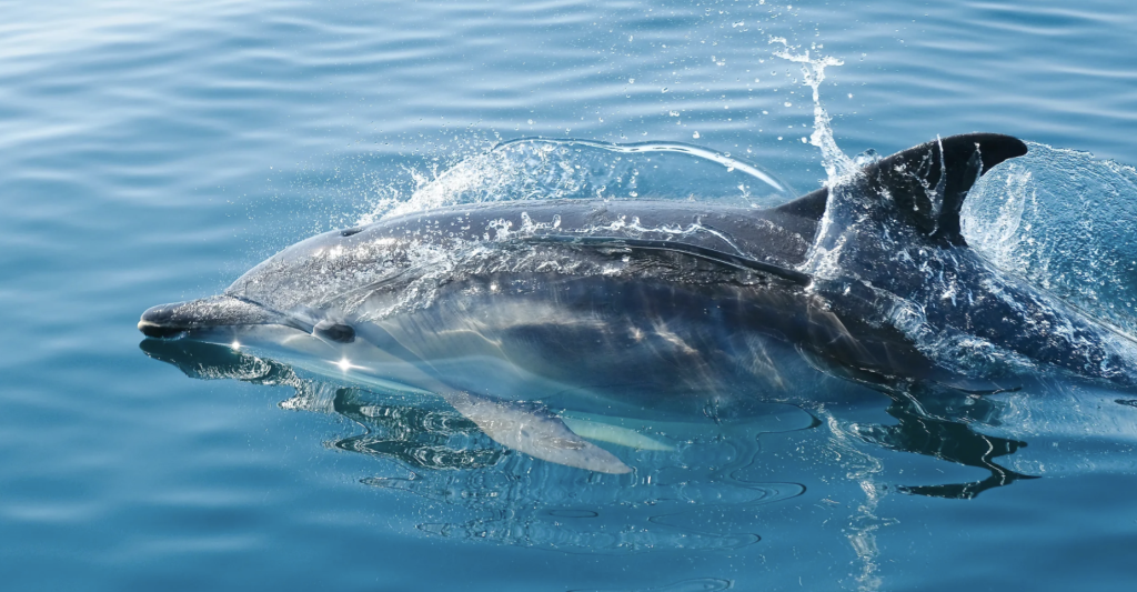 bottlenose dolphin