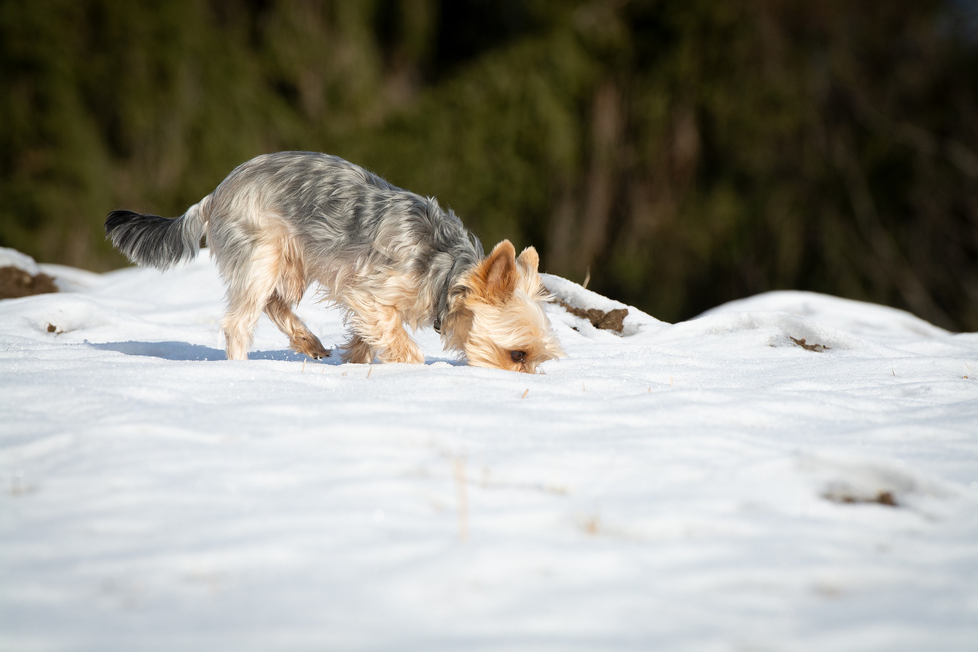 A Sniff Back in Time: Cadaver Dogs to Archeological Dogs - Service