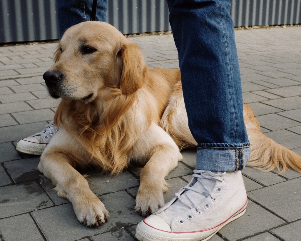 obedient golden retriever