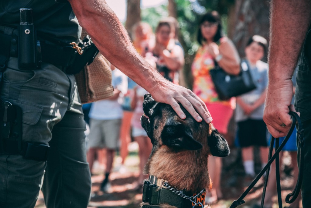 police dog with vest