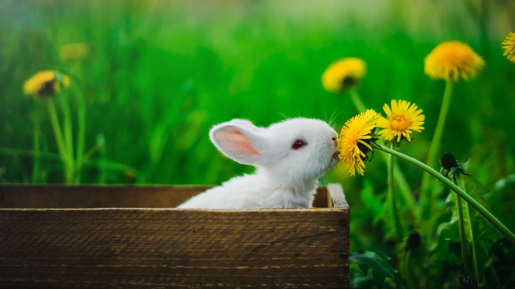 rabbit at the garden