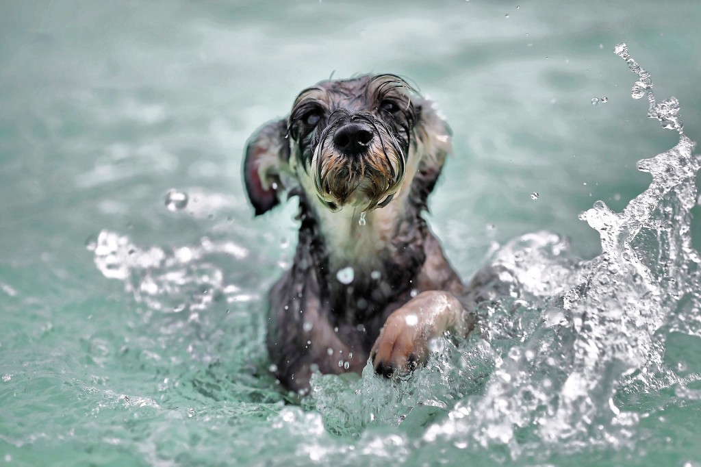 swimming dog for therapy