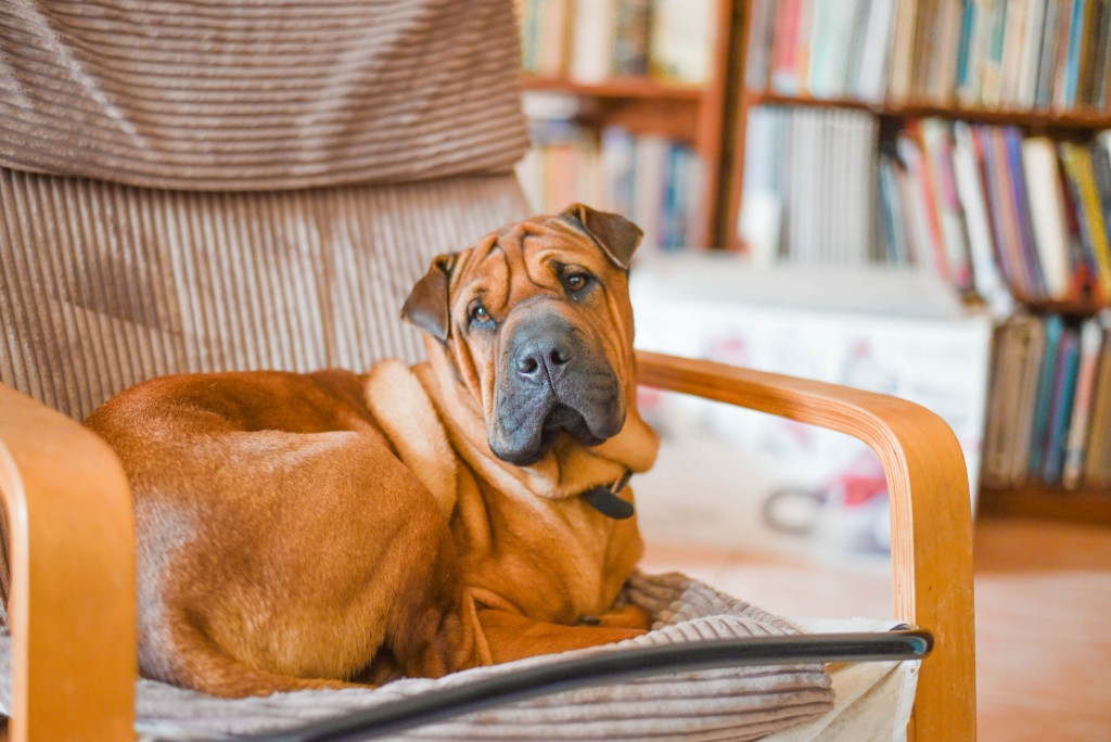 a dog on a chair