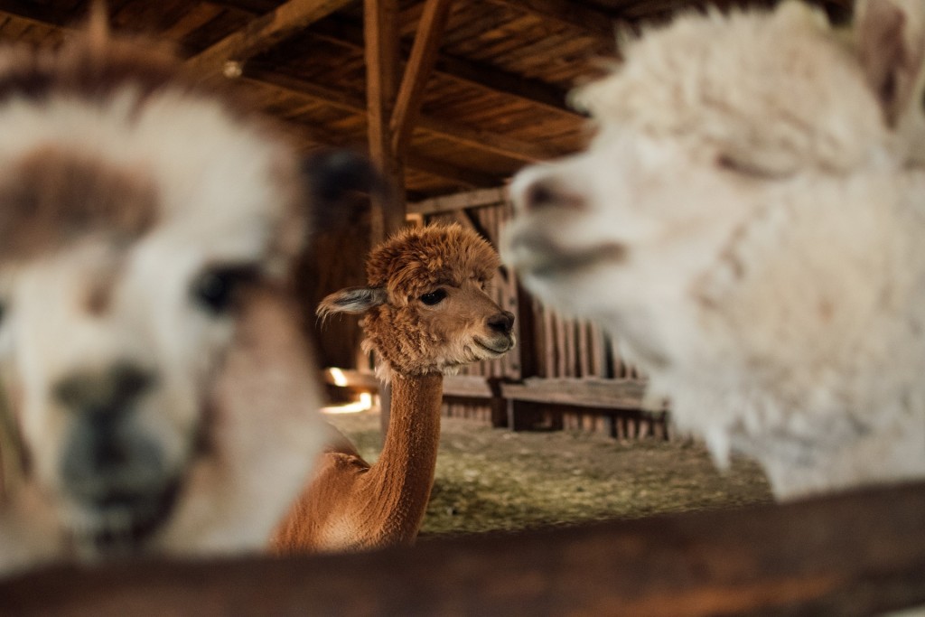 alpaca in stable