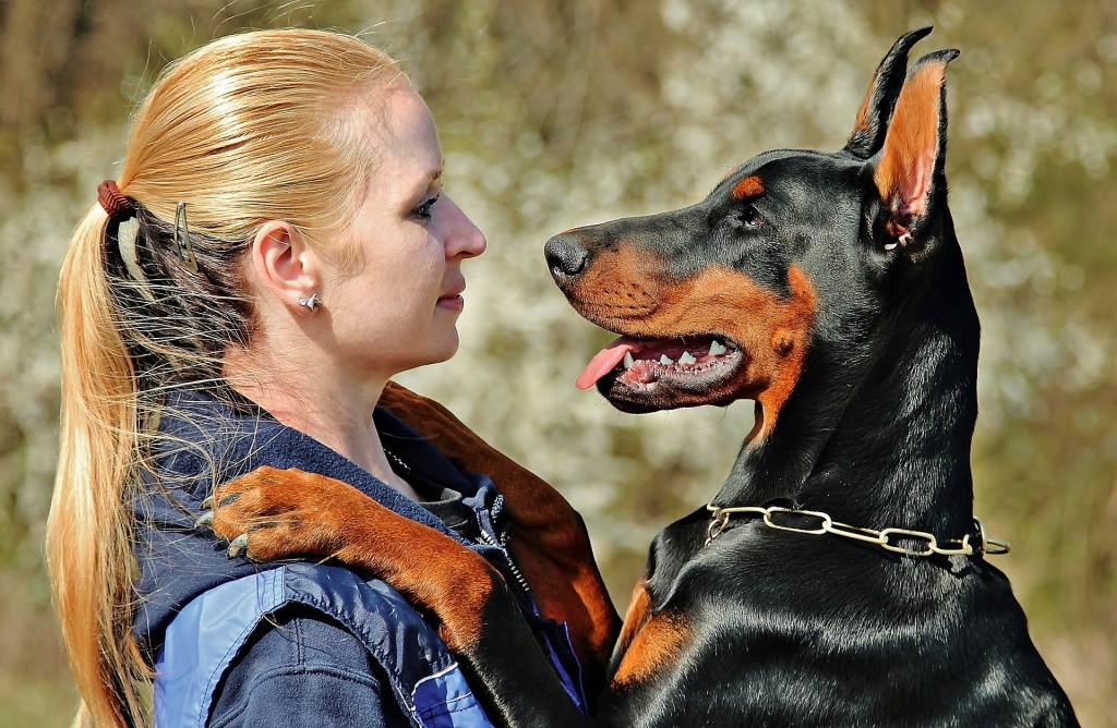 doberman pet