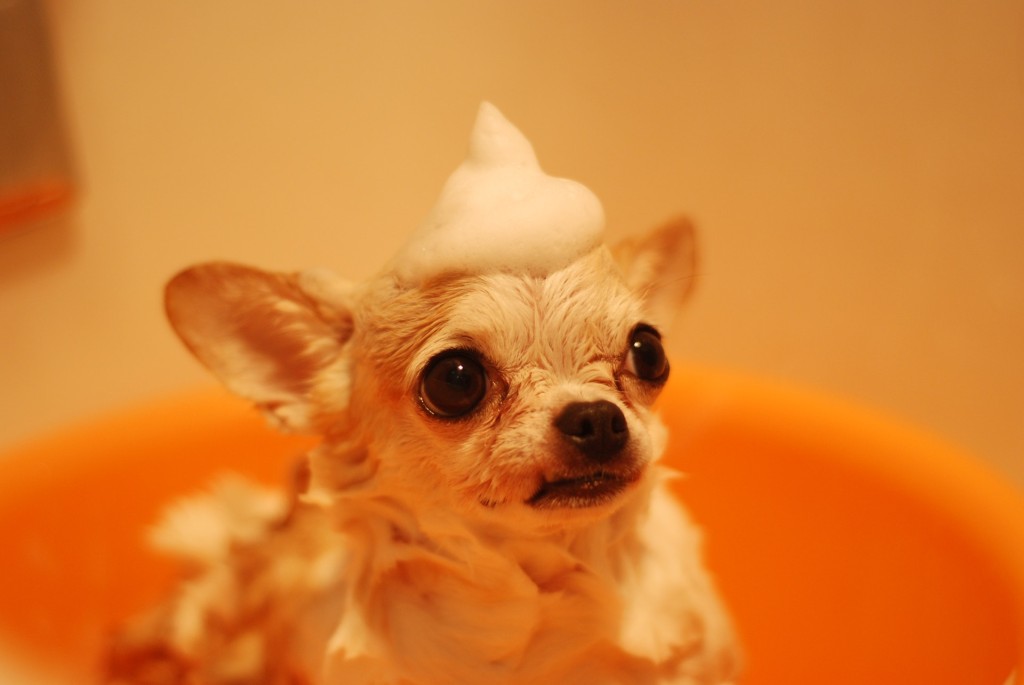 dog on bath