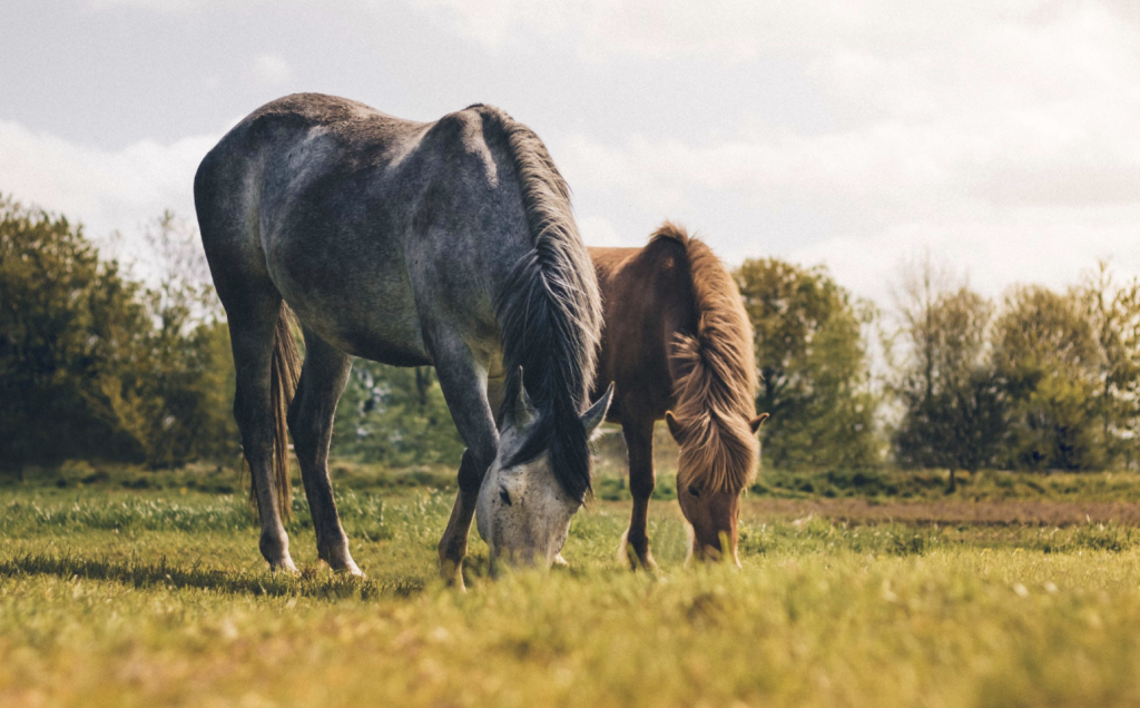 equine therapy