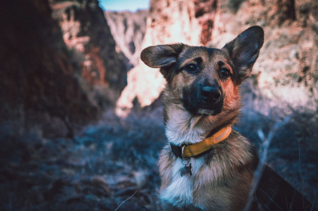 vet helps furry friends