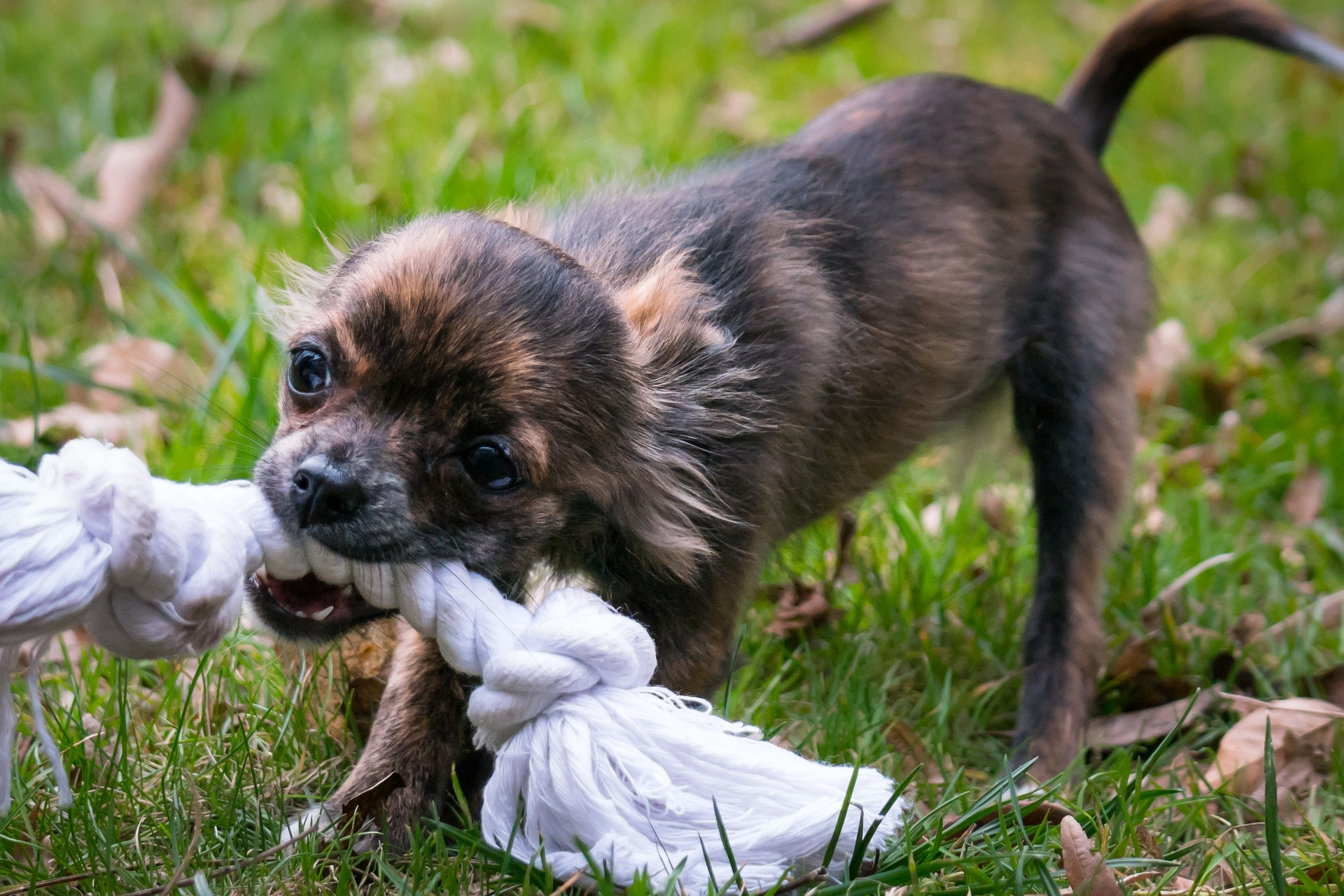 a-new-command-type-for-service-dogs-to-uphold-social-distancing