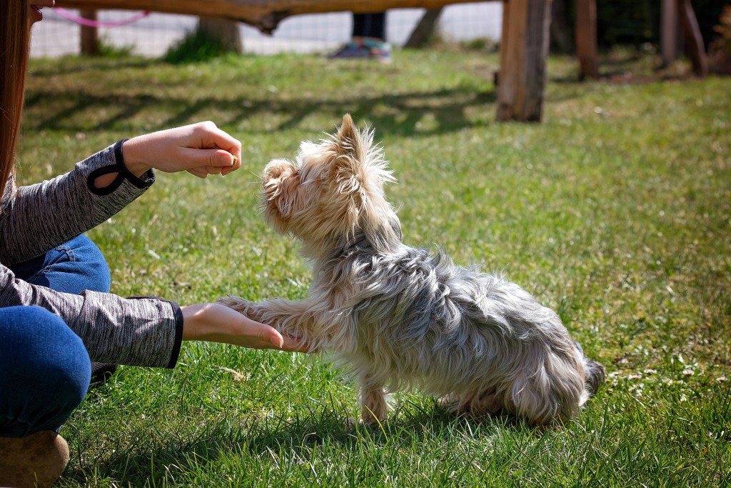 dog-training-5098572_1920