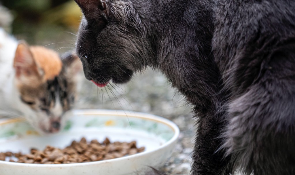 cats eating